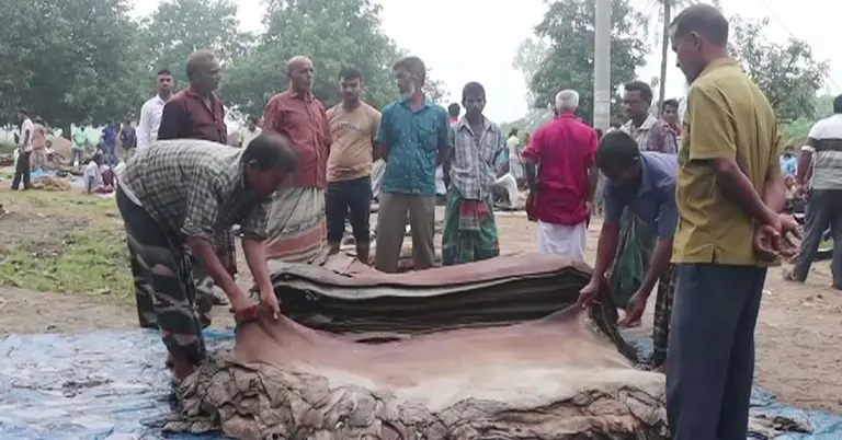 চামড়া সংগ্রহ